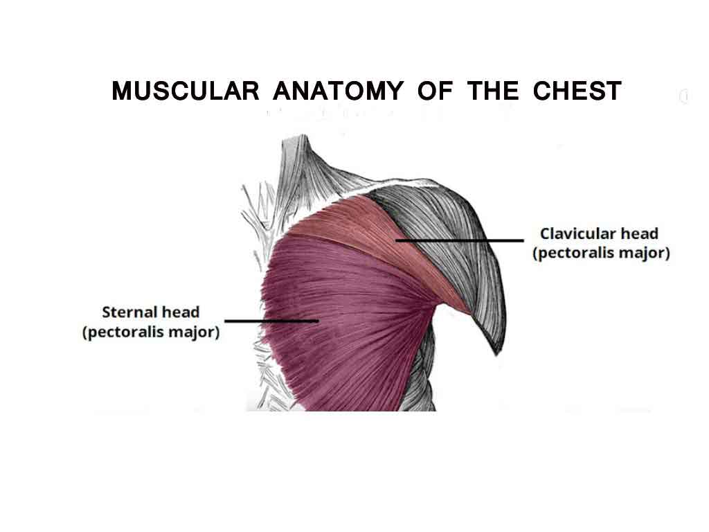 chest workout for men