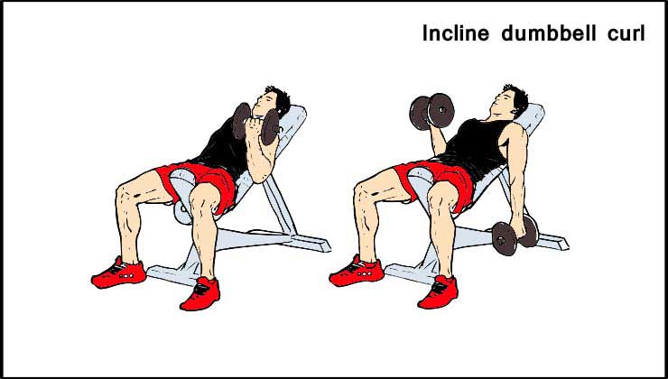 Incline dumbbell curl