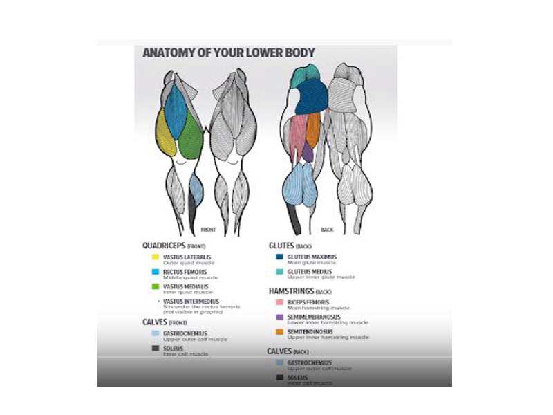 leg workout anatomy