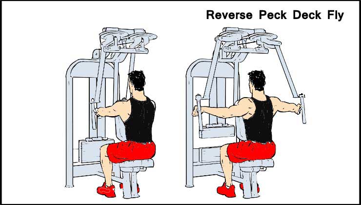 Reverse Peck Deck Fly For Shoulder Exercise