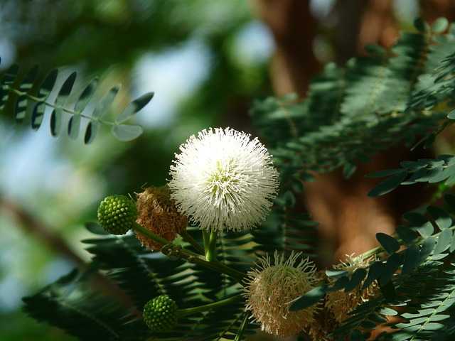 Babool Tree in Hindi