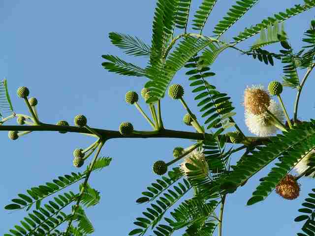 Babool Tree in Hindi