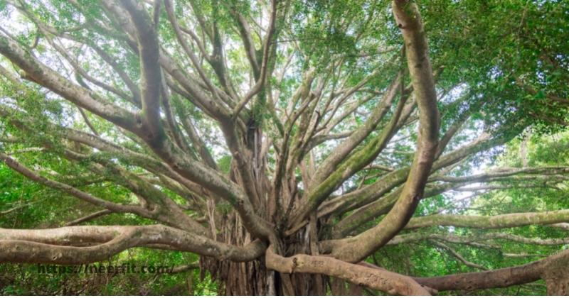 Banyan tree in Hindi के बारे में अक्सर पूछे जाने वाले सवाल -