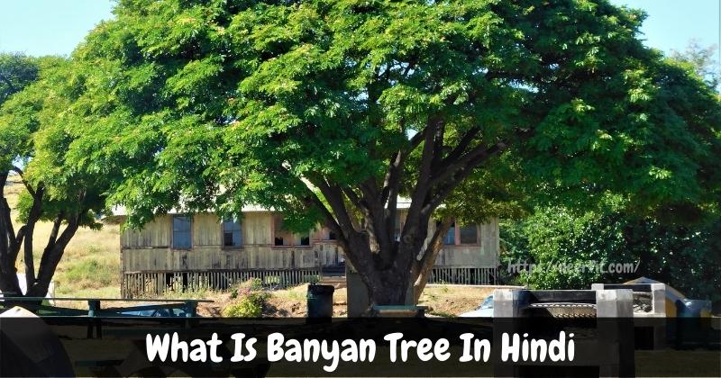 What Is Banyan Tree In Hindi