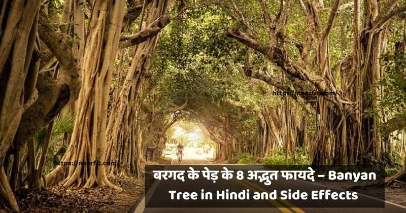Banyan Tree In Hindi – बरगद के पेड़ के 8 अद्भुत फायदे और नुकसान (Bargad Ka Ped)