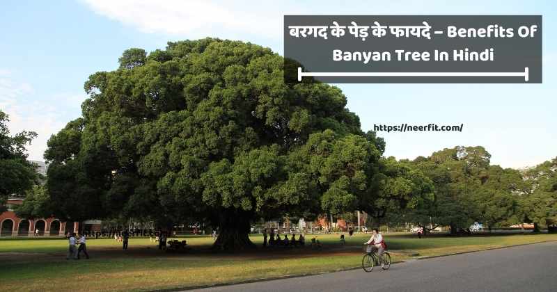 Benefits of Banyan Tree in Hindi